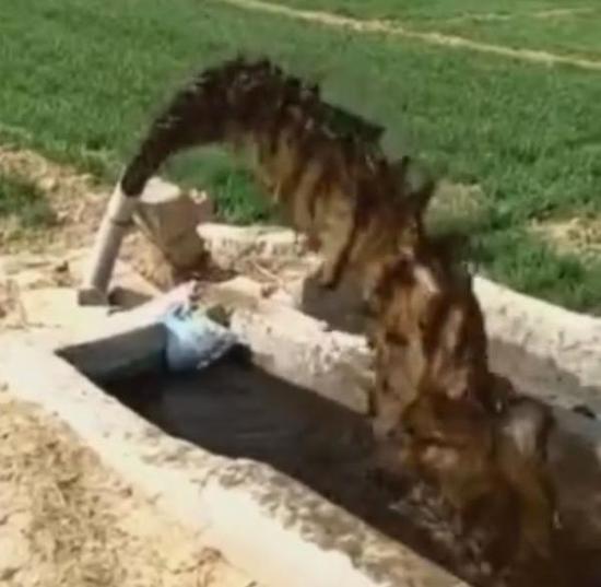 网传|污水浇麦|视频事发河北宁晋