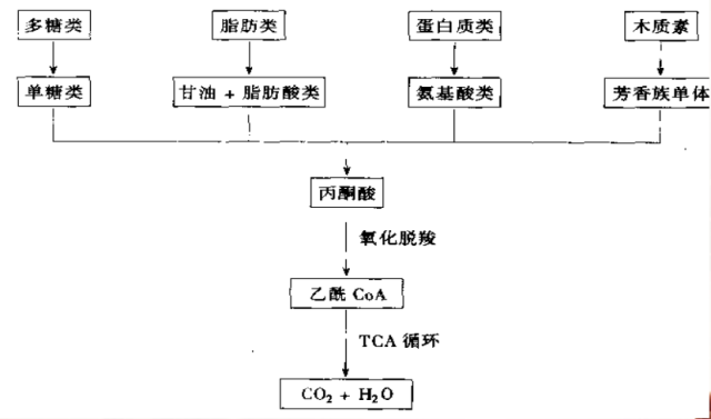 活性污泥处理工艺之废水好氧生物处理